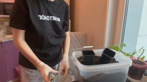 О пеларгониях