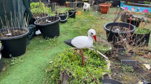 Поселили птичку в саду, правда не настоящую.