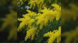 Поздравление с 8 марта