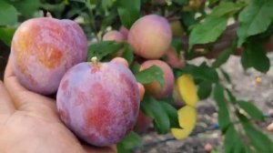 Диплоидная слива Оцарк Премьер Ростов-на-Дону