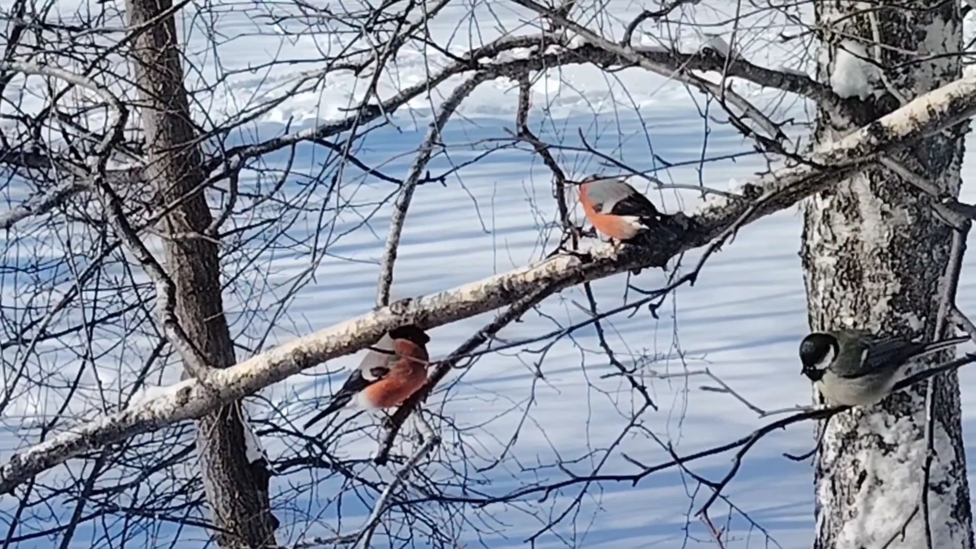 Обычный день 6 марта 2026 года. Мои котики пернатые питомцы и рассада. На улице Мороз 26.