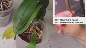 #177 ОрхоVLOG агрессивная болячка. Мокнущие цветоносы. Бутоны разные. Надежда на листья-вертолеты