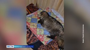Жительница Вологодского округа Мария Колесникова борется за жизнь енотовидной собаки