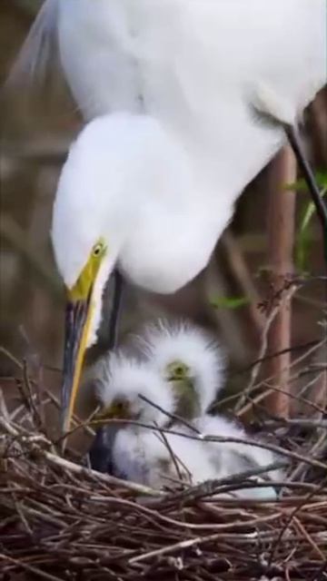 Совершенно новые птенцы великой белой цапли с широко открытыми глазами