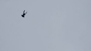 Мои Бойные голуби