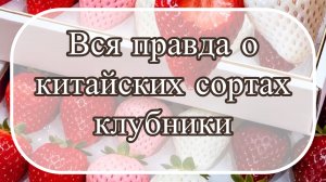 ‼️Только ПРАВДА о КИТАЙСКИХ СОРТАХ клубники ‼️