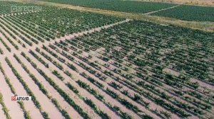 Дагестан наращивает виноградный потенциал