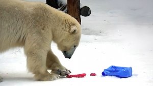 Медвежонок Белка нашла себе новую игрушки  и устроила представление для зрителей.