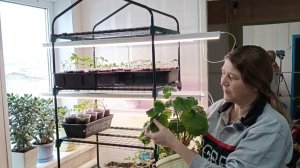 Про немытые стаканчики и рассаду. Там зима, а тут весна 🙂