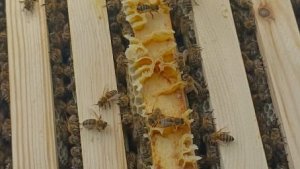 Срочно выставлять? Пчёлы в зимовнике переж выставкой.