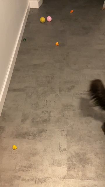 Столько игрушек🙀#котик #жизнькота