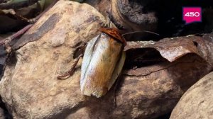 Такое утро. Елена Кива. Тараканы.