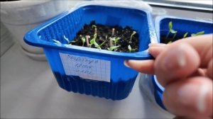 Моя рассада /  Обзор покупок / Небольшой заказ с ВБ