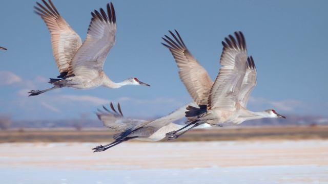 Клип театра песни «Марисоль» на песню «Журавли»