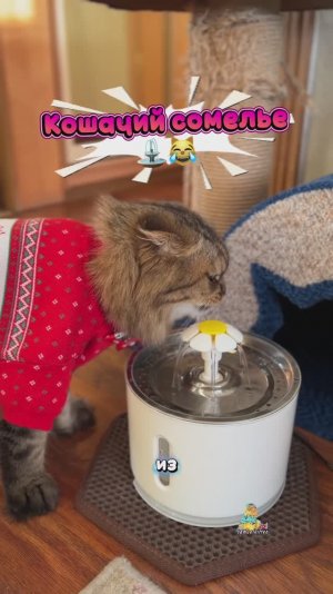 А кто у вас главный сомелье в доме?⛲️😸 #котики #юмор #смешныекоты