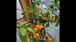 Варенье из кумквата. Маринкины творинки. Всем МИРА и Добра!