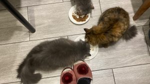 Переезд на юг. Ну и погода. Персик. Живём на юге. Чудо скраб.