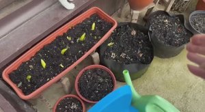 Потихоньку все начинает распускаться.