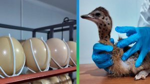 Страусиная ферма в Туркменистане готовится к весеннему выводу птенцов