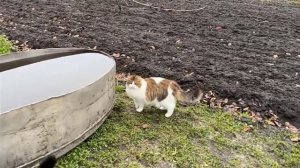 РЕАЛЬНЫЙ ДЕНЬ 3 КОШЕК! !СНИМАЛА Я!