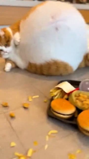 Жирный рыжий кот в магдаге