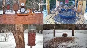 #онлайн_кормушка_для_птиц. 6 марта 2026 года. г. Калуга