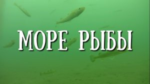 Сахалин - в погоне за зубарём, кто кого?