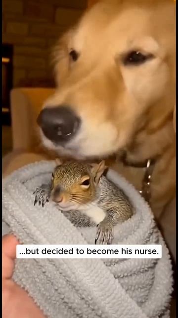 чудесное спасерие бельчонка