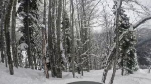 Газпром Лаура 2026