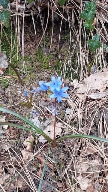 Пролеска (Scilla).