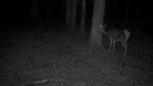 Ночная жизнь диких животных.