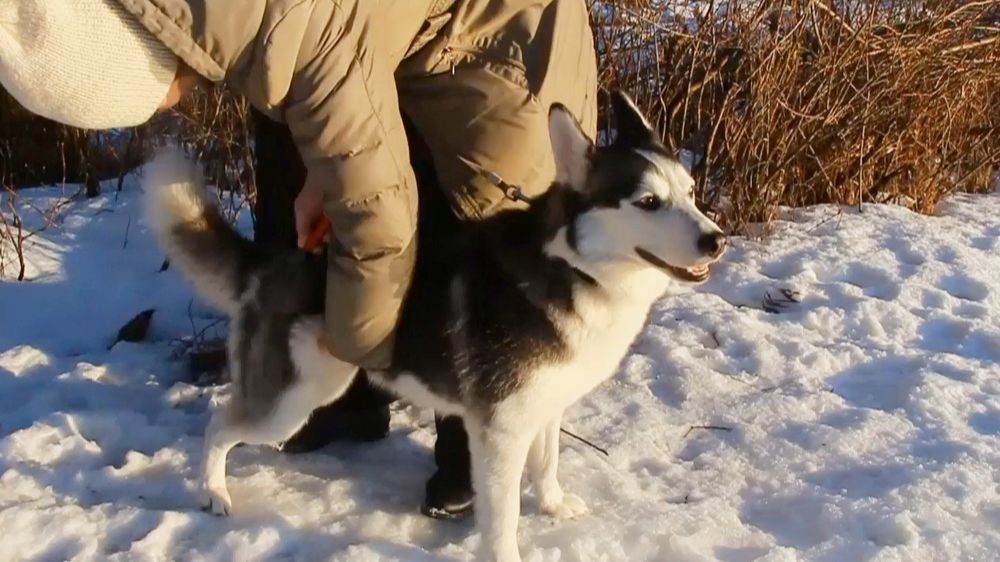 "СОБАКИ - ДРАКОНЫ ПРИНОСЯТ ВЕСНУ!" - клип моего стихотворения из цикла «Поэзия весны нижегородской»