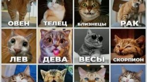 Какой ты знак зодиака кот 🍥🍒