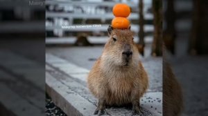 сегодняшний день