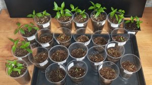 Не ожидала такие быстрые всходы томатов и перцев. Это средство отлично работает.👍👍👍