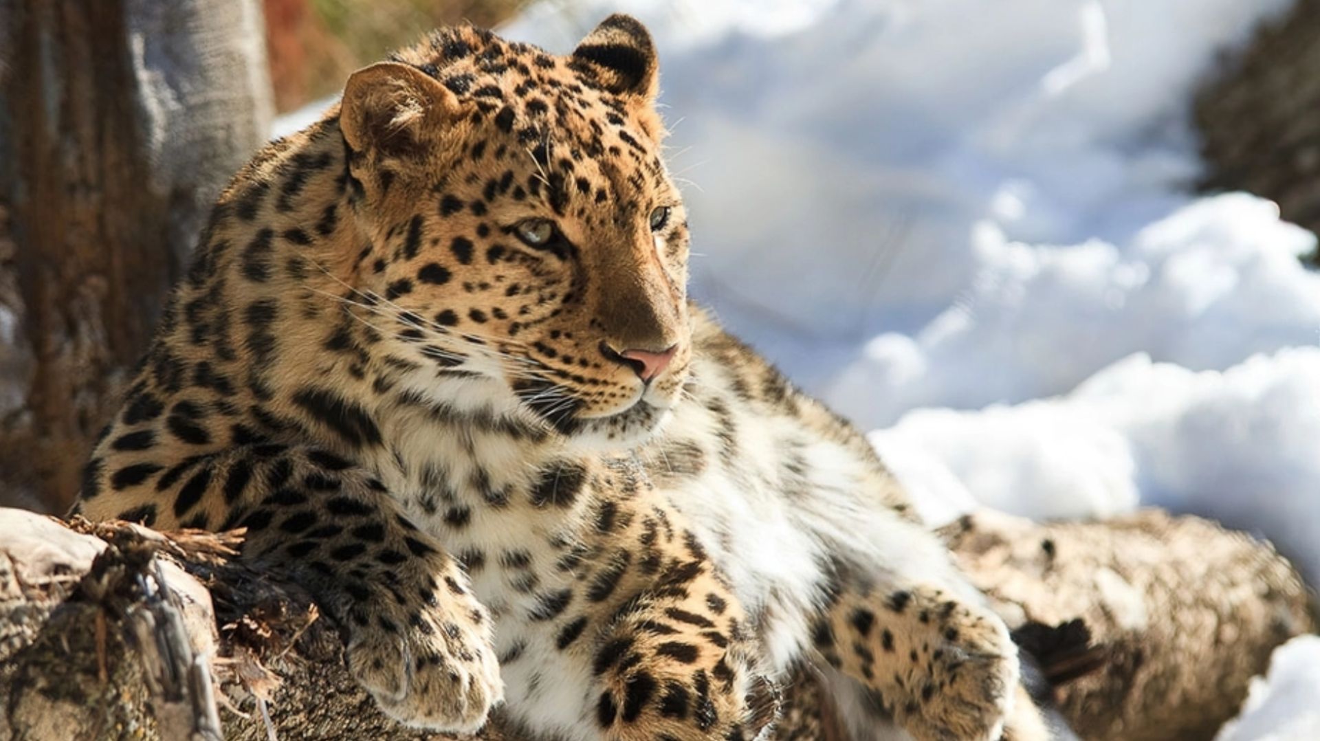 1700+ Представителей фауны с названиями и звуками. Часть 1