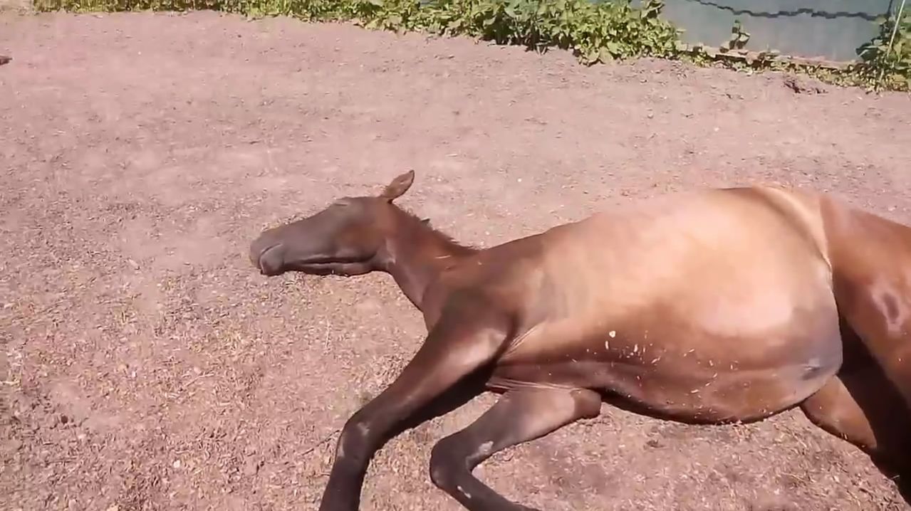 Как лошади спят