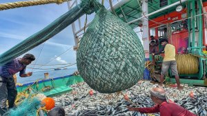 ТОННЫ рыбы, пойманной одним тралом! / Рыбная ловля тралом