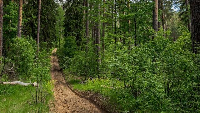 По старой просеке пройду. (стих в прозе).
