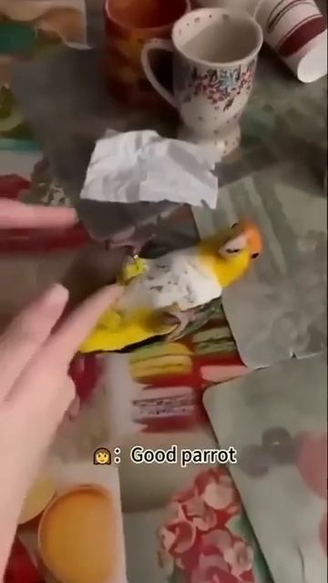 Попугайчики умеют зажигать! Приколы