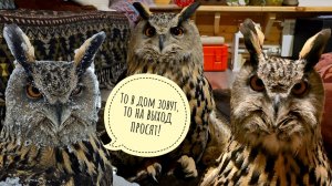 У совы Ёлки талант наводить суету, не шевелясь. Ничего не делает, а вокруг все бегают!