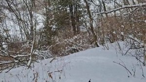 В СНЕЖНОМ УРОЧИЩЕ.