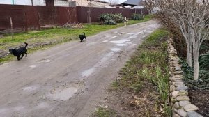 Всё как у людей