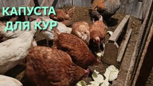 Жизнь в деревне Капуста для кур как натуральный витамин