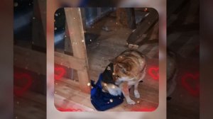 1000050587.mp4 (Собака наблюдает за устройством лестницы на 2-ой этаж в доме А-фрейм)