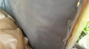 31-Дача.Картошечка всходит👏а птичка продолжает кричать по ночам..кто она.30.05.22.