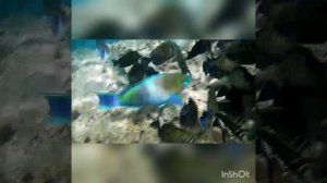 Царь - батюшка с придворными изволят обедать! Огромный попугай с зебрами! Park Regency Sharm El Shei