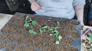 черенкование тунбергии