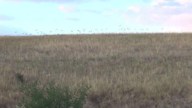 Удачи тебе охотник. Невероятная стая куропаток.