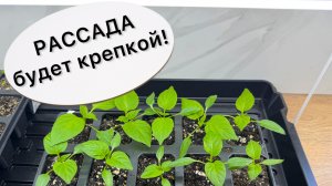 5 главных ФАКТОРОВ для роста крепкой РАССАДЫ!